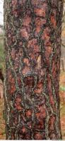 tree bark 0007